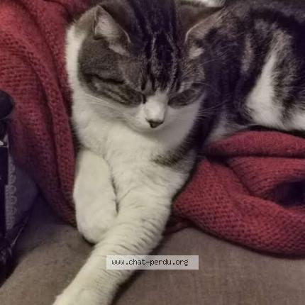 Foto 1/1 Rue de la Magnanerie Chat perdido en Lunel