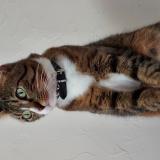 Foto del gato perdido en Bouin