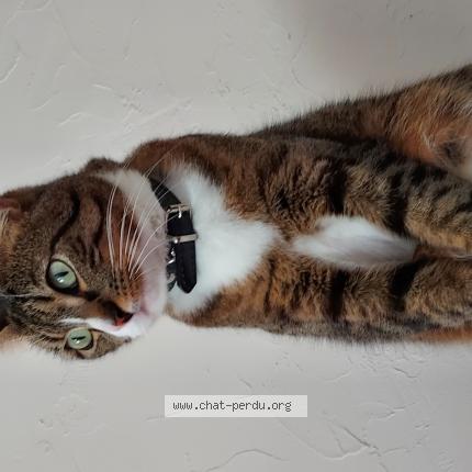 Foto 1/1 Uthred Chat perdido en Bouin