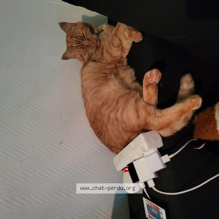 Foto 1/1 Tigrou Chat perdido en Trucy l orgueilleux