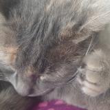 Foto del gato perdido en Ychoux