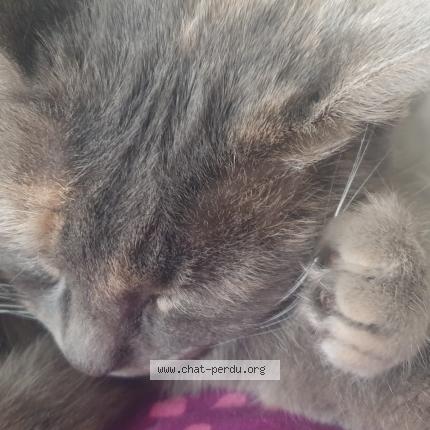 Foto 1/1 Gato encontrado Perdido en Ychoux