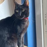 Foto del gato perdido en Le Passage D Agen