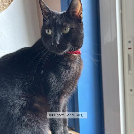 Foto 1/1 Takino Chat perdido en Le passage d agen