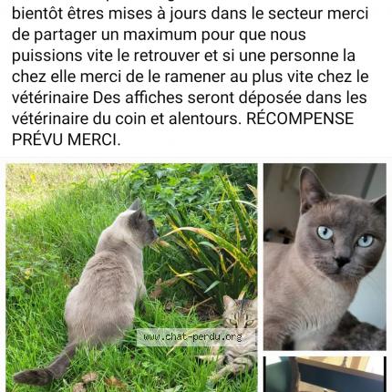 Foto 1/1 Guizmo Chat perdido en Grosbreuil