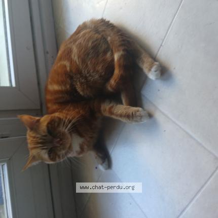 Foto 1/1 Sun Chat perdido en Bobigny