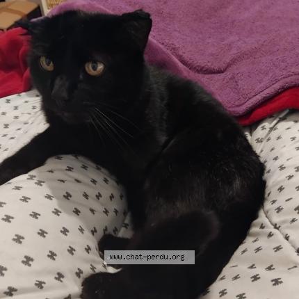 Foto 1/1 LOLO Chat perdido en Gruissan