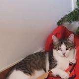 Foto del gato perdido en Bourg Saint Bernard