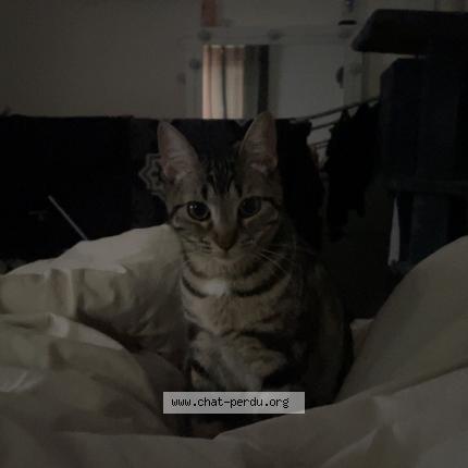 Foto 1/1 Rafale Chat perdido en Grenoble