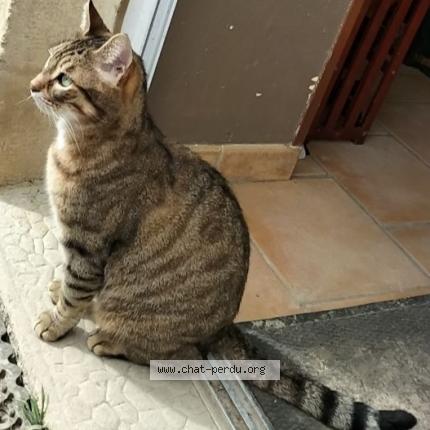 Foto 1/1 SIM Chat perdido en Morthemer