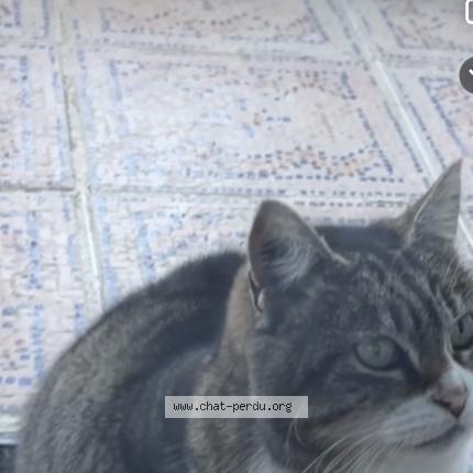 Foto 2/2 Gato encontrado Encontrado en Toulouse montaudran