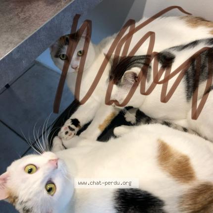 Foto 1/1 Ruby Chat perdido en Beaucourt