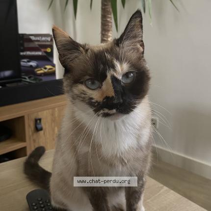 Foto 1/1 Nala Chat perdido en Lanester