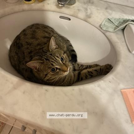 Foto 1/1 Dimanche Chat perdido en La riche