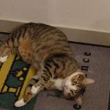 Foto del gato perdido en St Seurin De Cursac