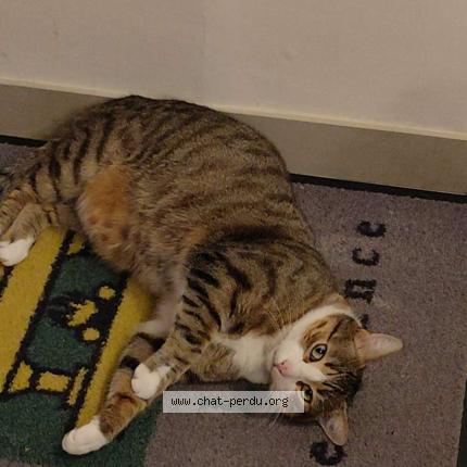 Foto 1/1 Kiki Chat perdido en St seurin de cursac