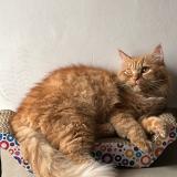 Foto del gato perdido en Sector 107 Noida