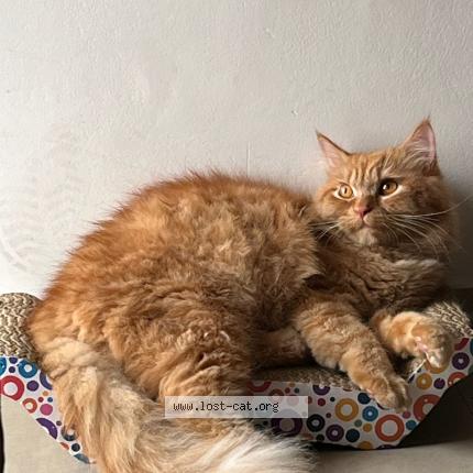 Foto 1/1 Oggie Chat perdido en Sector 107 noida