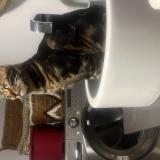 Foto del gato perdido en St Hubert