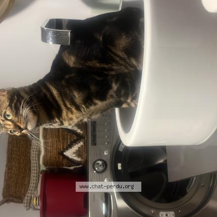 Foto 1/1 Lizzy Chat perdido en St hubert