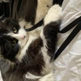 Foto del gato perdido en Denain