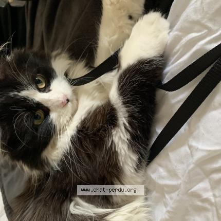 Foto 1/1 Minou Chat perdido en Denain