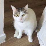 Foto del gato perdido en Lanzac