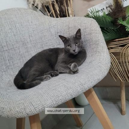 Foto 1/1 Bouh Chat perdido en Sarrigne