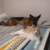 Foto del gato perdido en La Tremblade