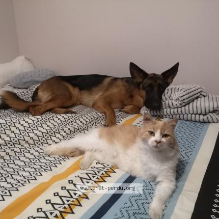 Foto 1/1 Cooky Chat perdido en La tremblade