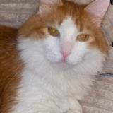 Foto del gato perdido en Le Gua A Souhe