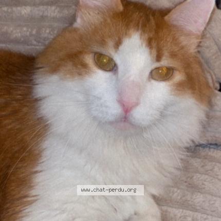 Foto 1/1 Mangot Chat perdido en Le gua a souhe