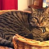 Foto del gato perdido en Irodouer