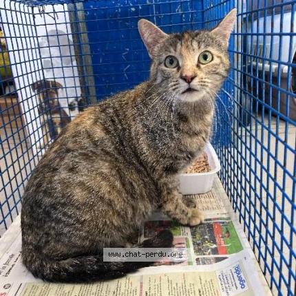 Foto 1/1 Gato encontrado Encontrado en Tourcoing