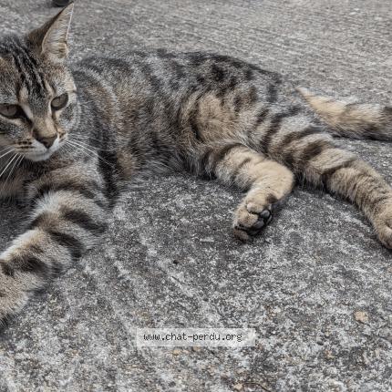 Foto 1/1 Kira Chat perdido en Nantes