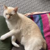 Foto del gato perdido en Nantes