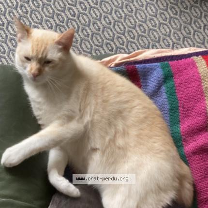 Foto 1/1 Bibou Chat perdido en Nantes