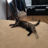 Foto del gato perdido en Lyon