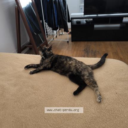 Foto 1/3 Princesse Chat perdido en Lyon