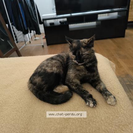 Foto 2/3 Princesse Chat perdido en Lyon