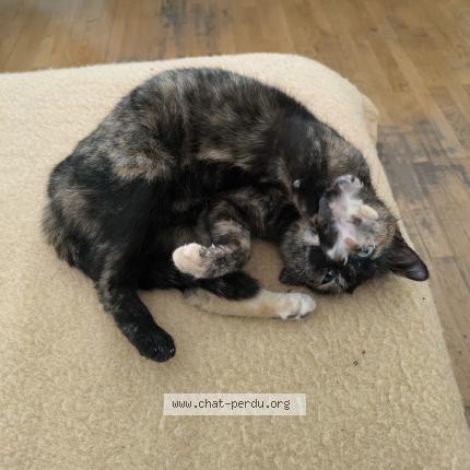 Foto 3/3 Princesse Chat perdido en Lyon