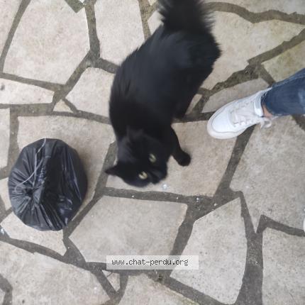 Foto 1/1 Gato encontrado Encontrado en Pomarez