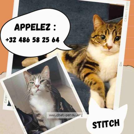 Foto 1/1 Stitch Chat perdido en Mont sur marchienne