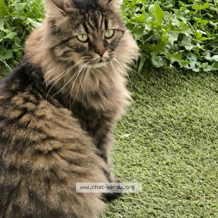 Foto 1/1 Locks Chat perdido en Bresles