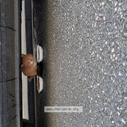 Foto 1/1 Gato encontrado Encontrado en Rochefort