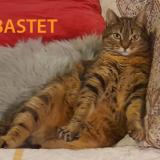 Foto del gato perdido en Herblay Sur Seine