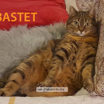 Foto 1/1 BASTET Chat perdido en Herblay sur seine
