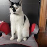 Foto del gato perdido en Vezin Le Coquet