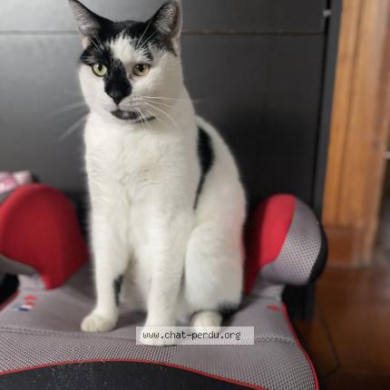 Foto 1/1 GRIBOUILLE Chat perdido en Vezin le coquet