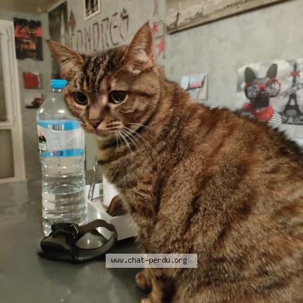 Foto 1/1 Guinness Chat perdido en Trappes